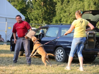 DUDIK- Őrző- védő szituációs bemutató - fotó: Ónodi Zoltán