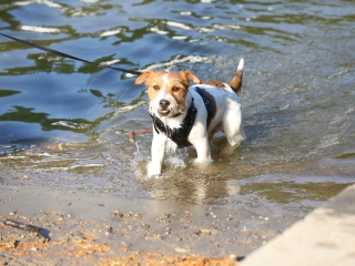 DUDIK- Őrző- védő szituációs bemutató - fotó: Ónodi Zoltán