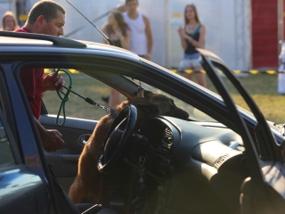 DUDIK- Őrző- védő szituációs bemutató - fotó: Ónodi Zoltán