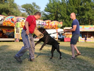 DUDIK- Őrző- védő szituációs bemutató - fotó: Ónodi Zoltán