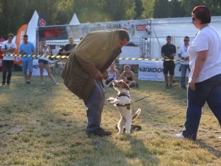 DUDIK- Őrző- védő szituációs bemutató - fotó: Ónodi Zoltán