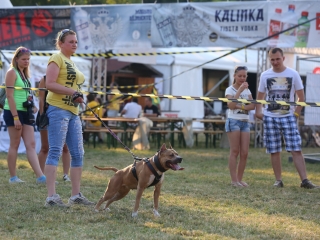 DUDIK- Őrző- védő szituációs bemutató - fotó: Ónodi Zoltán