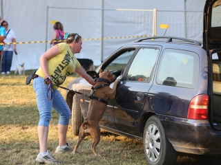 DUDIK- Őrző- védő szituációs bemutató - fotó: Ónodi Zoltán