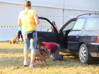 DUDIK- Őrző- védő szituációs bemutató - fotó: Ónodi Zoltán