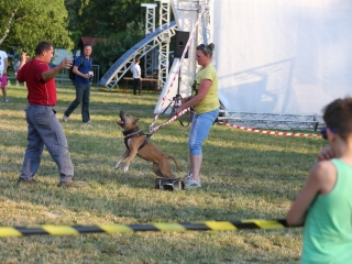 DUDIK- Őrző- védő szituációs bemutató - fotó: Ónodi Zoltán