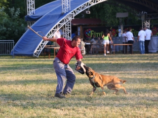 DUDIK- Őrző- védő szituációs bemutató - fotó: Ónodi Zoltán