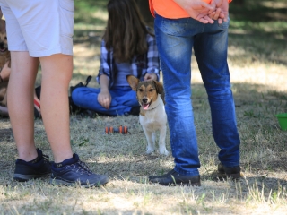 Csomagtartóvásár a Városháza parkolóban - fotó: 