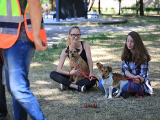 Csomagtartóvásár a Városháza parkolóban - fotó: 