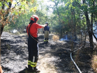 Erdőtűz Dunaújvárosban - fotó: 