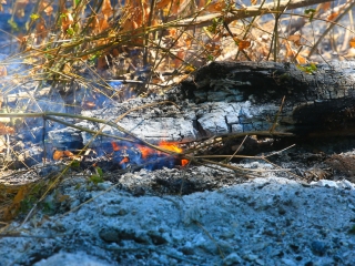 Erdőtűz Dunaújvárosban - fotó: 