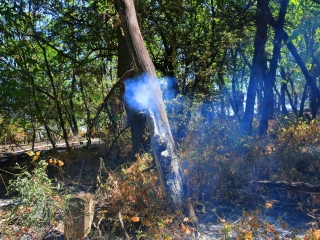 Erdőtűz Dunaújvárosban - fotó: 