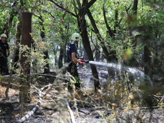 Erdőtűz Dunaújvárosban - fotó: 