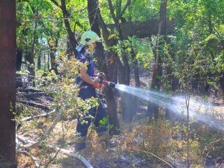 Erdőtűz Dunaújvárosban - fotó: 