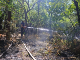 Erdőtűz Dunaújvárosban - fotó: 