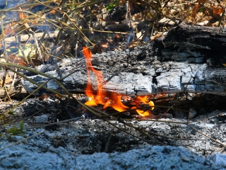 Erdőtűz Dunaújvárosban - fotó: 