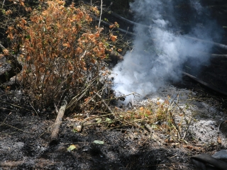 Erdőtűz Dunaújvárosban - fotó: 