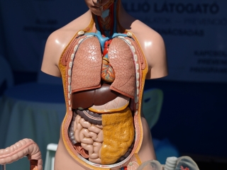 Duna Plazma egészségnap a Városháza téren - fotó: 