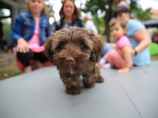 Útkeresés Segítő Szolgálat: Játékfesztivál (2022) - fotó: 