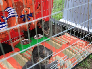 Csomagtartóvásár és Bolhapiac – szeptemberben is siker - fotó: 