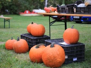 Dunai Kincses Kert – ősszel is siker! - fotó: 