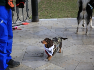 Családi farsang kutyusokkal – a felelős állattartás jegyében - fotó: 
