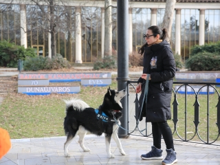 Családi farsang kutyusokkal – a felelős állattartás jegyében - fotó: 