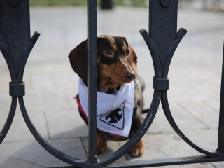 Családi farsang kutyusokkal – a felelős állattartás jegyében - fotó: 