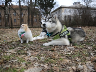Családi farsang kutyusokkal – a felelős állattartás jegyében - fotó: 