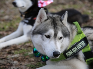 Családi farsang kutyusokkal – a felelős állattartás jegyében - fotó: 