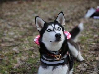 Családi farsang kutyusokkal – a felelős állattartás jegyében - fotó: 
