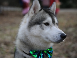 Családi farsang kutyusokkal – a felelős állattartás jegyében - fotó: 
