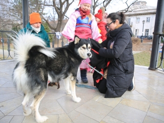 Családi farsang kutyusokkal – a felelős állattartás jegyében - fotó: 