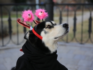 Családi farsang kutyusokkal – a felelős állattartás jegyében - fotó: 