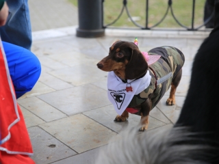 Családi farsang kutyusokkal – a felelős állattartás jegyében - fotó: 