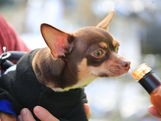 Februári forgatag a Szalki-szigeten - fotó: 