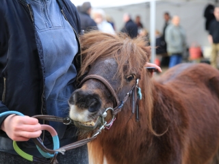 XI. Kolbásztöltő Fesztivál - fotó: 