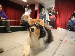 Nap-éj egyenlőségi kutyás-tüzes forgatag - fotó: 