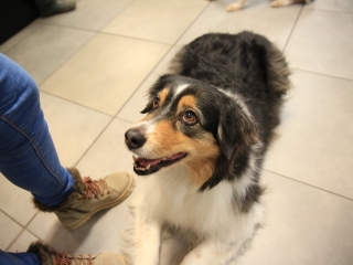 Nap-éj egyenlőségi kutyás-tüzes forgatag - fotó: 