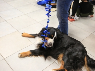 Nap-éj egyenlőségi kutyás-tüzes forgatag - fotó: 