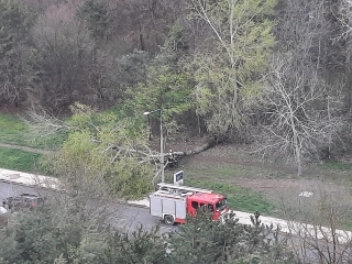 Szélvihar, fakidőlések Dunaújvárosban - fotó: 