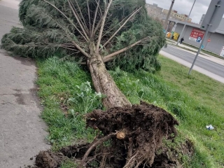 Szélvihar, fakidőlések Dunaújvárosban - fotó: 