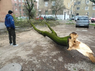Szélvihar, fakidőlések Dunaújvárosban - fotó: 