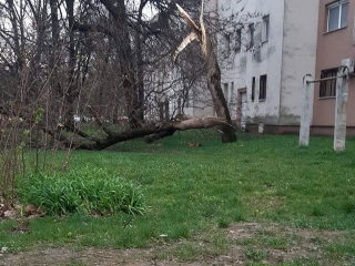 Szélvihar, fakidőlések Dunaújvárosban - fotó: 