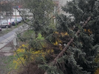 Szélvihar, fakidőlések Dunaújvárosban - fotó: 