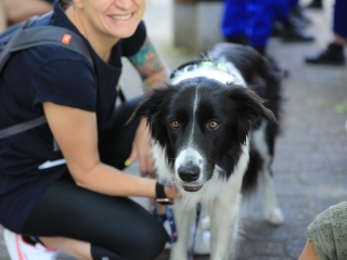 Képes összegzés a Rendvédelmi nap kínálatáról - fotó: 