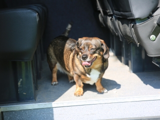 Képes összegzés a Rendvédelmi nap kínálatáról - fotó: 