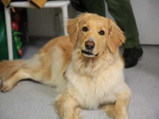 Önkéntesek nyara és önkéntesek hete a Jószoliban - fotó: 