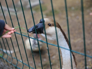 Természetvédelmi nyílt nap az arborétumban - fotó: 