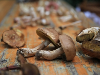 Természetvédelmi nyílt nap az arborétumban - fotó: 