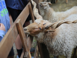 Természetvédelmi nyílt nap az arborétumban - fotó: 